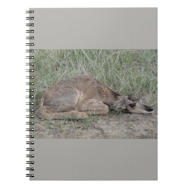 Caderno Espiral A6 Bebe Antilope Pronghorn (Frente)