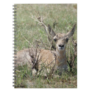 Caderno Espiral A7 Baby Antílope Berrendo