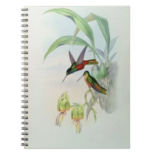 Caderno Espiral A estrela de Bonaparte fronteou o colibri