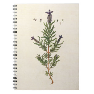 Caderno Espiral A lavanda francesa, chapeia 241 'de um Herbal