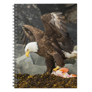 Caderno Espiral A Última Águia Bald
