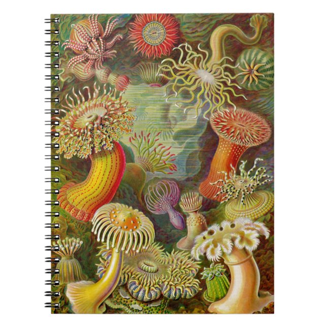 Caderno Espiral A Vida do Oceano Actinae de Ernst Haeckel (Frente)