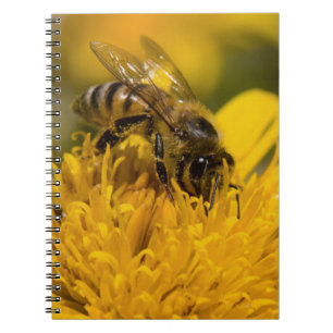 Caderno Espiral Abelha Africana Com Sacos De Pólen Se Alimentando