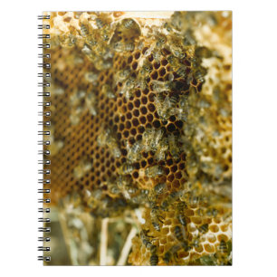 Caderno Espiral Abelhas Na Colmeia, Cabo Ocidental, África do Sul