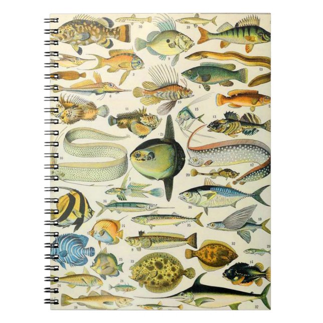 Caderno Espiral Adolphe Millot Fish A (Frente)