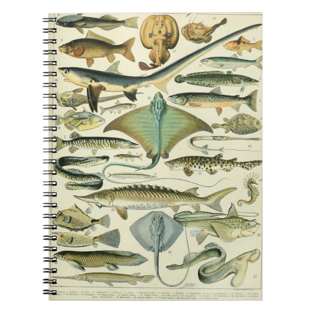 Caderno Espiral Adolphe Millot Fish Pattern-A (Frente)