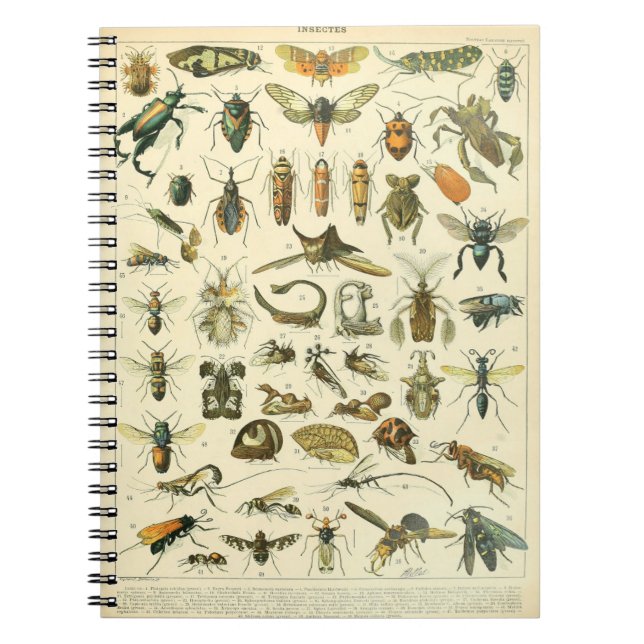 Caderno Espiral Adolphe Millot Insetos Notebook Padrão-C (Frente)