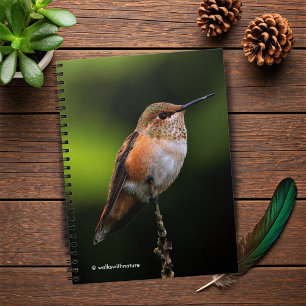 Caderno Espiral Adorável Rufous Hummingbird no Branch