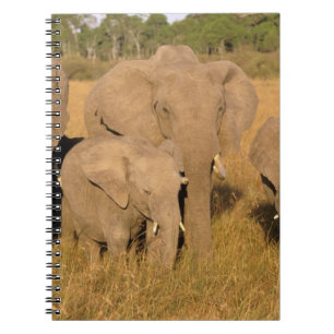 Caderno Espiral África, Quênia, Masai Mara. Elefante Africano