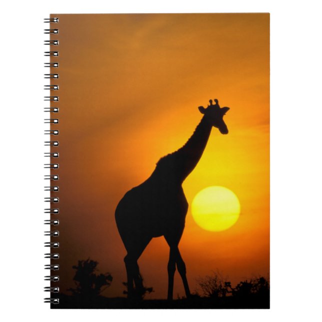 Caderno Espiral África, Quênia, Masai Mara. Girafa (Girafa) (Frente)