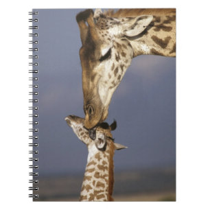 Caderno Espiral África, Quênia, Masai Mara. Girafas (Giraffa