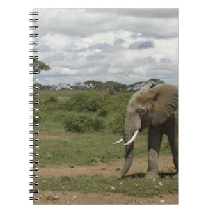 Caderno Espiral África, Quênia, Parque Nacional de Amboseli, elefa