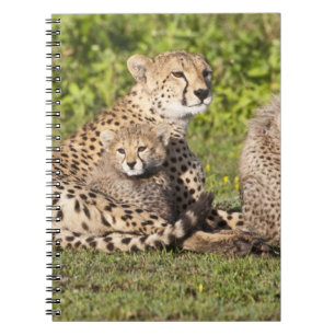 Caderno Espiral África. Tanzânia. Mãe de guepardo e filhotes 2