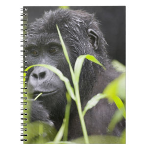 Caderno Espiral África Uganda, Bwindi