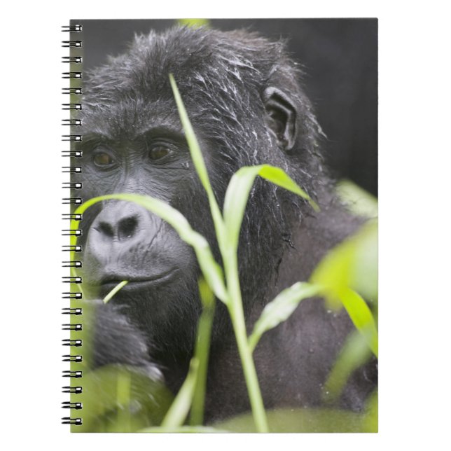 Caderno Espiral África Uganda, Bwindi (Frente)