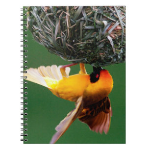 Caderno Espiral Africano Mascarado-Weaver (Ploceus Velatus)