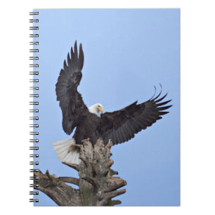 Caderno Espiral Águia-careca (Haliaeetus leucocephalus) com asas