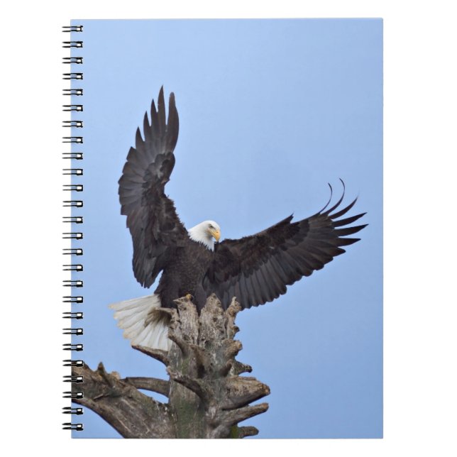 Caderno Espiral Águia-careca (Haliaeetus leucocephalus) com asas (Frente)