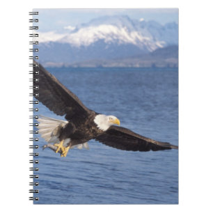 Caderno Espiral águia-careca, Haliaeetus leucocephalus, em voo 4