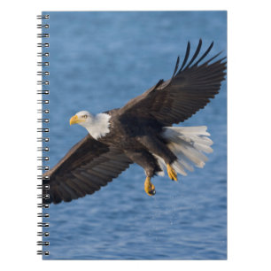 Caderno Espiral Águia-pescadora americana em voo