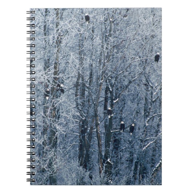 Caderno Espiral Águias-americanas (Frente)