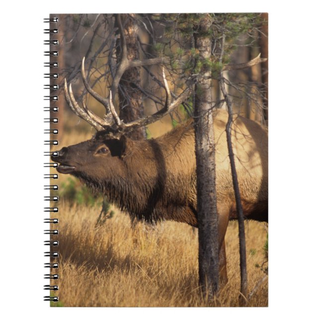 Caderno Espiral alce, Cervus elaphus, touro bugles em uma área que (Frente)