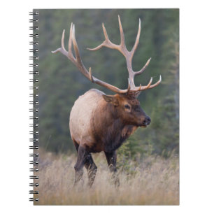 Caderno Espiral Alce das Montanhas Rochosas