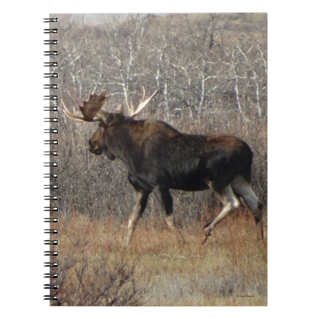 Caderno Espiral Alce M8 no Mato (Frente)