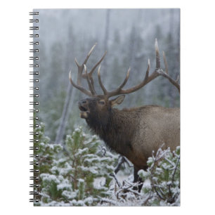 Caderno Espiral Alce macho na neve chamando, bugling, Yellowstone