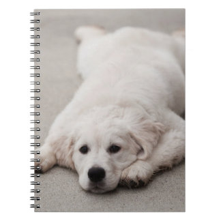 Caderno Espiral Almofada de nota do golden retriever