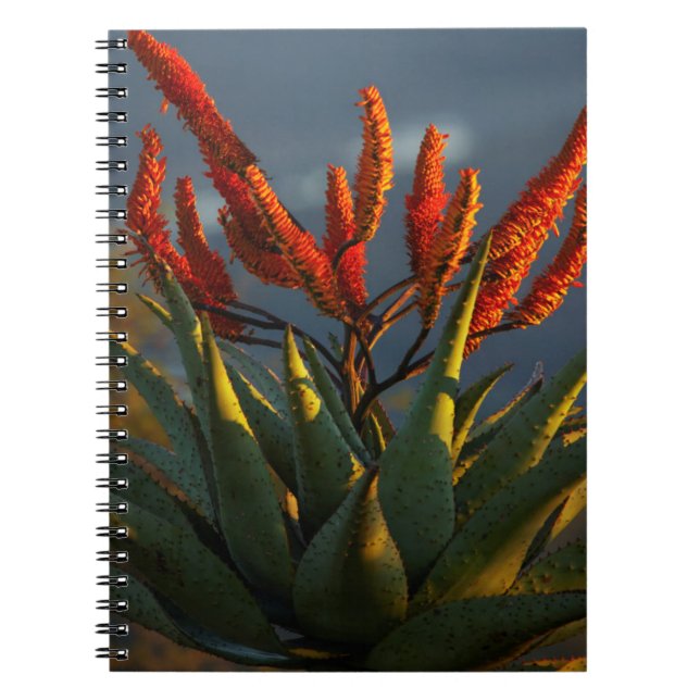 Caderno Espiral Aloe da Montanha (Aloe Marlothii Berger) (Frente)