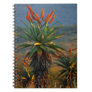 Caderno Espiral Aloe da Montanha (Aloe Marlothii Berger) 2