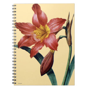 Caderno Espiral Amaryllis
