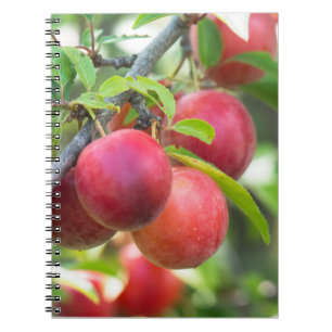 Caderno Espiral Ameixa de cereja no galho