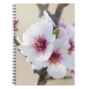 Caderno Espiral Amêndoa florescendo