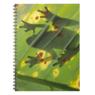 Caderno Espiral AMÉRICA CENTRAL, Costa Rica, Sapo iluminado por tr