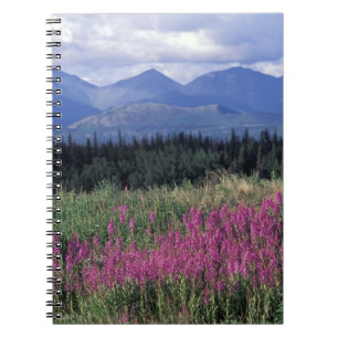 Caderno Espiral América do Norte, Canadá, Yukon. Epilóbio floresce