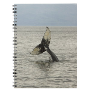 Caderno Espiral América do Norte, EUA, AK, Inside Passage. Jubarte