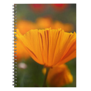 Caderno Espiral América do Norte, EUA, Washington, Seattle, Verão