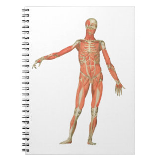 Caderno Espiral anatomia do corpo humano