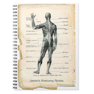 Caderno Espiral Anatomia posterior