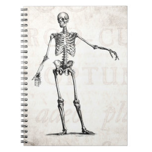 Caderno Espiral Anatomia retro de esqueleto dos esqueletos dos