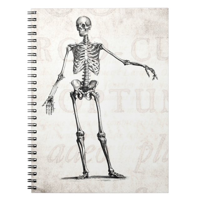 Caderno Espiral Anatomia retro de esqueleto dos esqueletos dos (Frente)