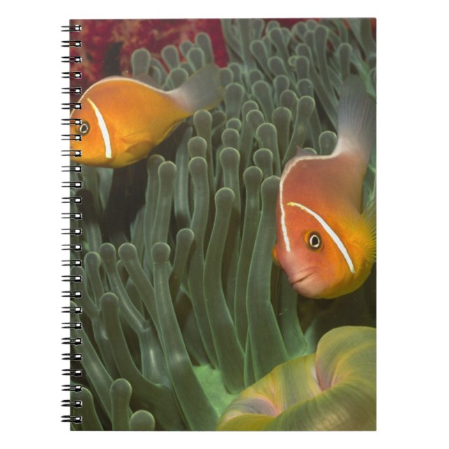 Caderno Espiral Anemonefish cor-de-rosa na anêmona de mar de (Frente)