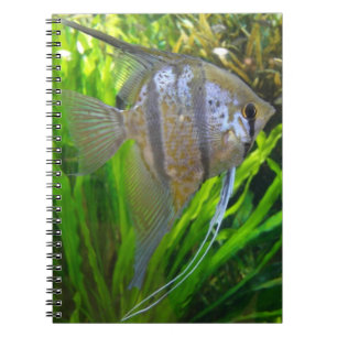 Caderno Espiral Angel Fish