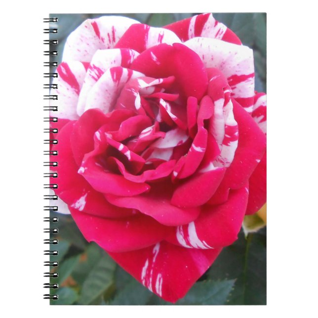 Caderno Espiral Anicia (Frente)