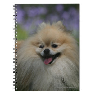 Caderno Espiral Ânsia de Pomeranian