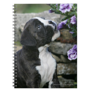 Caderno Espiral Ânsia do cão do pugilista