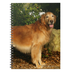 Caderno Espiral Ânsia do golden retriever