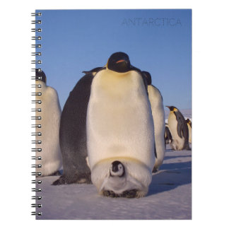Caderno Espiral Antártica, bando de pinguins fotografados
